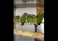 Prodám mladé papoušky senegalské