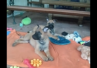 Belgický ovčák Malinois