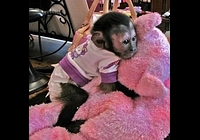 Zdravá mláďata kapucínských opic na prodej