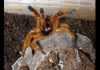 Pterinochilus murinus RCF