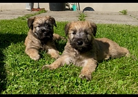 Irish Soft Coated Wheaten Terrier