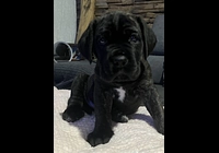 Cane corso 