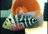 Páry kančíků Flowerhorn