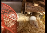 Prodej laboratorní myši