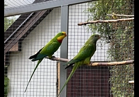 Papoušek nádherný-prodej chovného páru