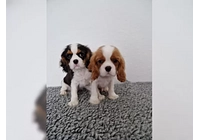 Štěňátka Kavalír King Charles španěl s PP