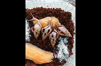 Limicolaria agathina Nigeria