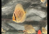 Discus red tyrkys od 5 Cm