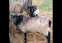 Plemenný beran Šedá ovce vřesová 