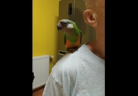 Papoušek senegalský 