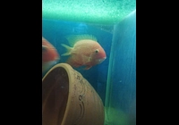 Heros severum