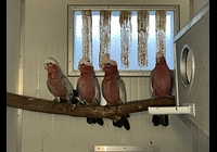Kakadu Růžový