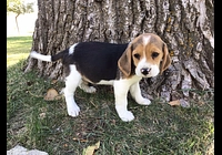 pejsek beagle