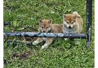 Shiba Inu