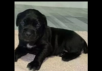 Cane corso bez pp