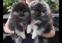 Pomeranian s PP