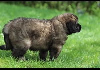 Leonberger - poslední volná štěňata
