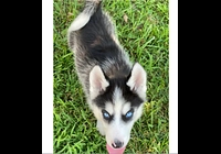 Sibiřský husky na prodej s PP